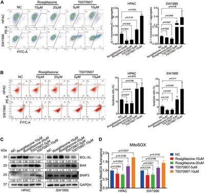 PPARγ/SOD2 Protects Against Mitochondrial ROS-Dependent Apoptosis via Inhibiting ATG4D-Mediated Mitophagy to Promote Pancreatic Cancer Proliferation